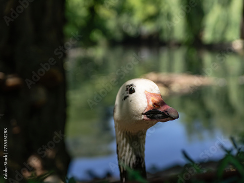 Closeup of inquisitive goose looking out from the bushes
