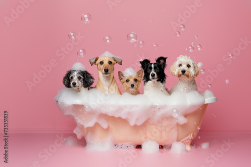 A bubbly bath time adventure with a pack of playful pups, showcasing the bond between humans and their beloved canine companions photo