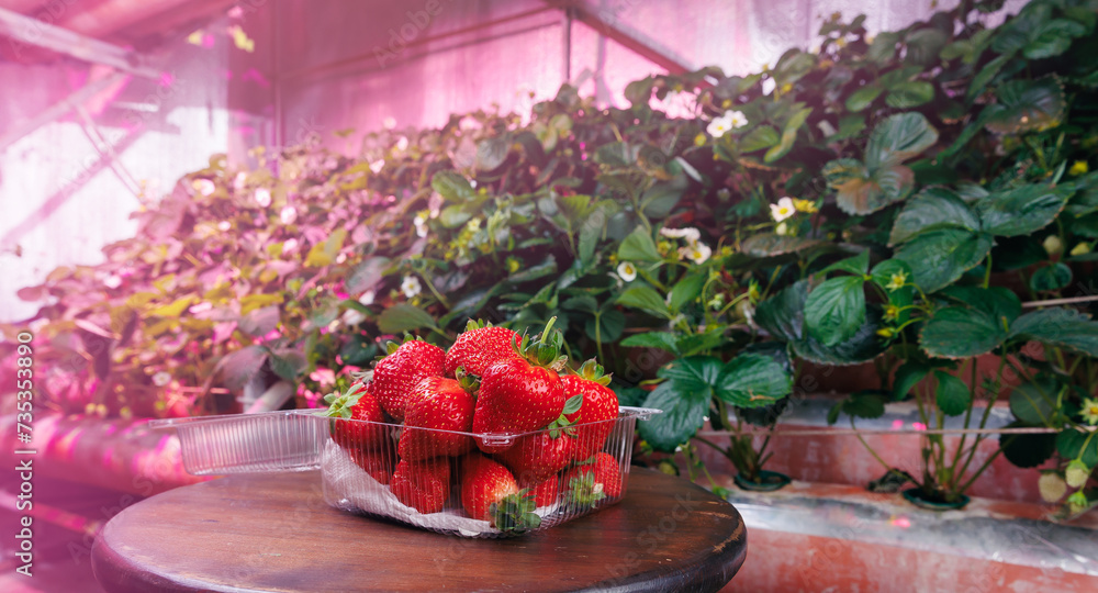 Fresh strawberries in box on background vertical hydroponic farm in greenhouse plants, led violet lights. Concept banner modern industry agriculture in winter country