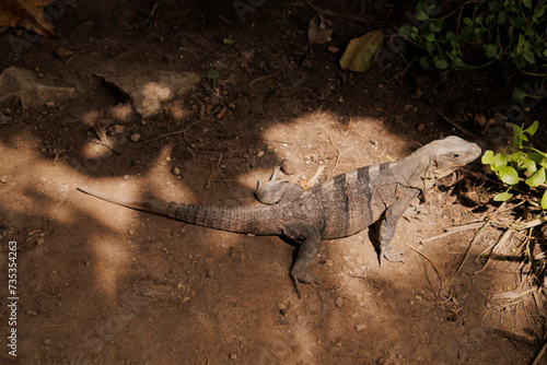 iguana dentro de la zona arqueológica de Tulum, especie de la familia Iguanidae photo