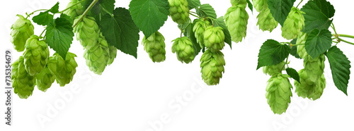 hop cones. Medical plant. Close-up of green ripe hop cones.on transparent, png. Hops cones. beer ingredient photo