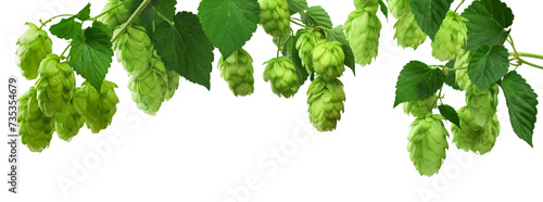 Fotografie hop cones