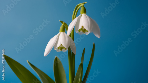 beautiful snowdrops on a blue background blossom