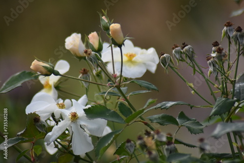Obraz na płótnie white and yellow flowers w salonie