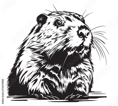 Beaver rodent mammal. Scratch board imitation. Black and white hand drawn image.
