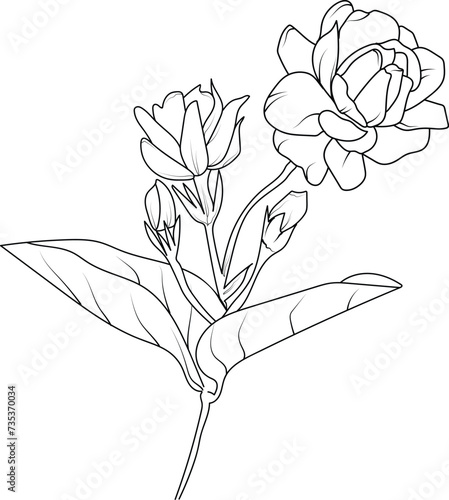 sketch jasmine flower drawing, tattoo jasmine flower drawing, outline jasmine flower tattoo, simple jasmine flower tattoo, minimalist jasmine flower tattoo, white jasmine flower drawing
