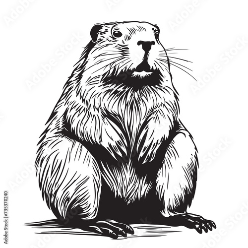 Beaver rodent mammal. Scratch board imitation.