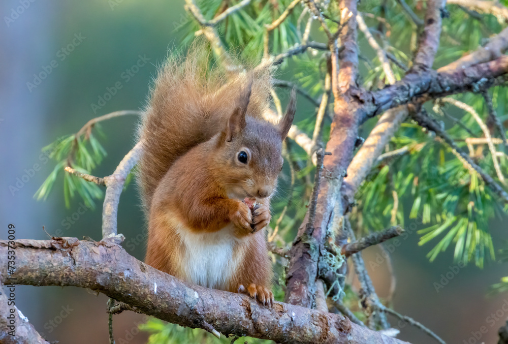 Hungry little scottish red squirrel eating a nut in the forest
