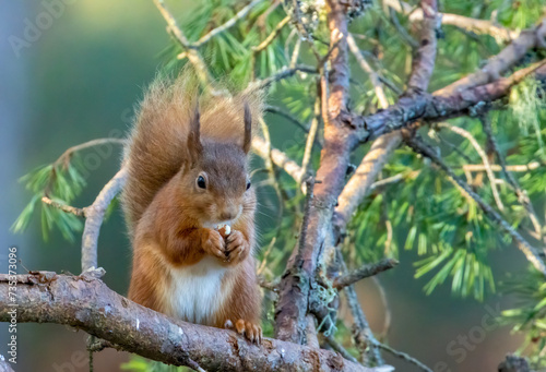 Hungry little scottish red squirrel eating a nut in the forest © Sarah