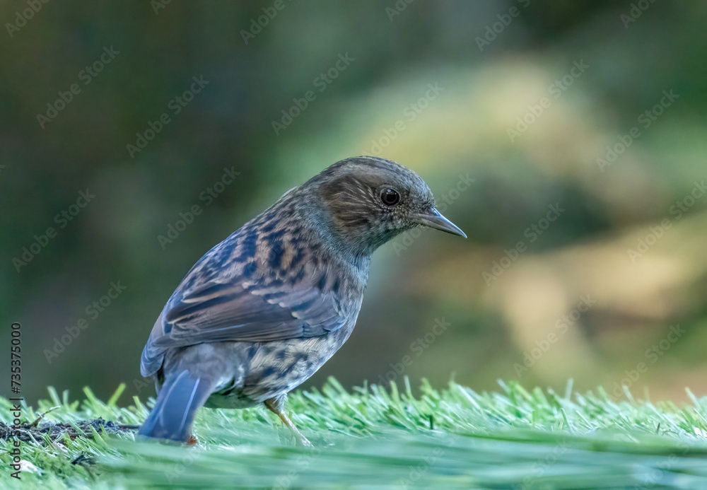 Dunnock, or hedge sparrow in the woodland with natural green forest background Dunnock, or hedge sparrow in the woodland with natural green forest background