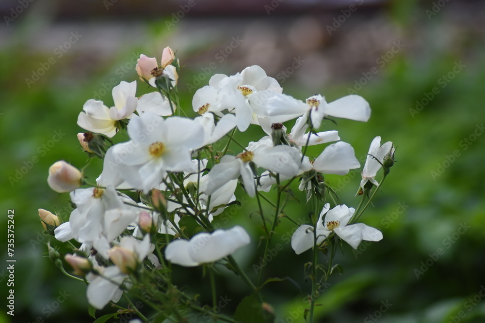 white spring flowers