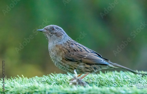 Dunnock, or hedge sparrow in the woodland with natural green forest background 