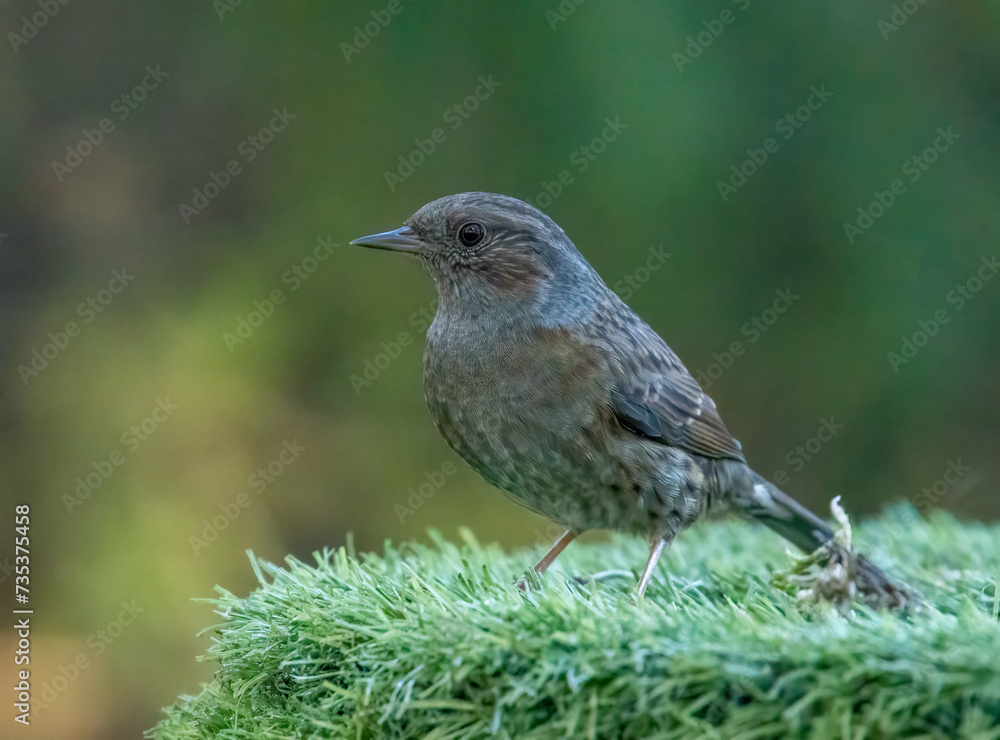 Dunnock, or hedge sparrow in the woodland with natural green forest background Dunnock, or hedge sparrow in the woodland with natural green forest background