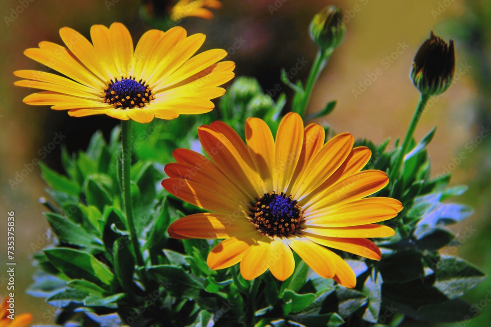 African Daisy , yellow flowers - varieties , Sunset , to the terrace or balcony - beautiful flowers illuminated by sunlight in June - for postcard , album - cover and notebook African Daisy , yellow flowers - varieties , Sunset , to the terrace or balcony - beautiful flowers illuminated by sunlight in June - for postcard , album - cover and notebook