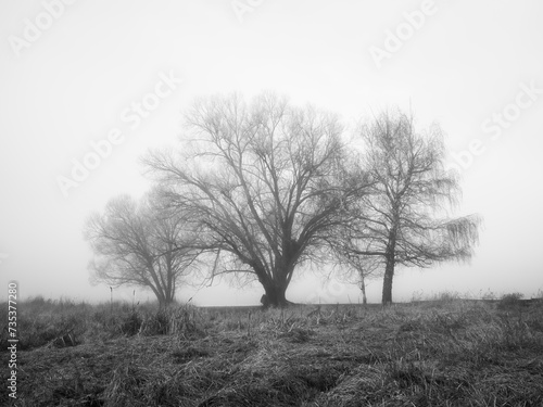 Moody B&W landscape photo of trees.