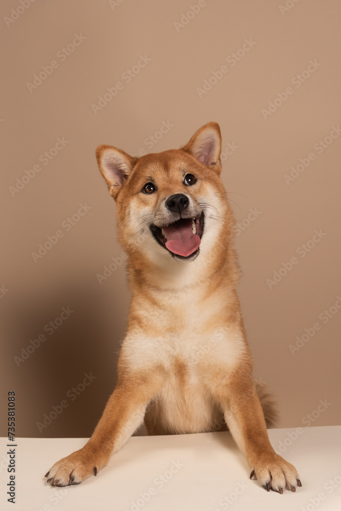 The dog leans its paws on the white table and happily begs for food or attention. The happy and smiling dog radiates health. Cute Shiba Inu Portrait on Beige Background. Place for text