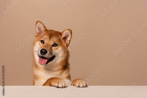 The dog leans its paws on the white table and happily begs for food or attention. The happy and smiling dog radiates health. Cute Shiba Inu Portrait on Beige Background. Place for text