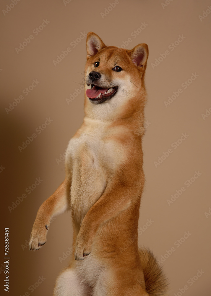 Cute Shiba Inu Portrait on Beige Background. .The dog stands on its hind legs and begs. A Stunning Representation of the Akita Inu Dog Breed. Place for text Cute Shiba Inu Portrait on Beige Background. .The dog stands on its hind legs and begs. A Stunning Representation of the Akita Inu Dog Breed. Place for text