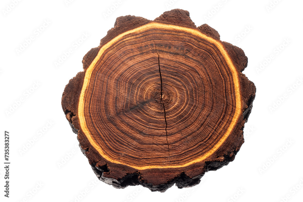 Acacia wood stump. Tree rings pattern isolated Acacia wood stump. Tree rings pattern isolated