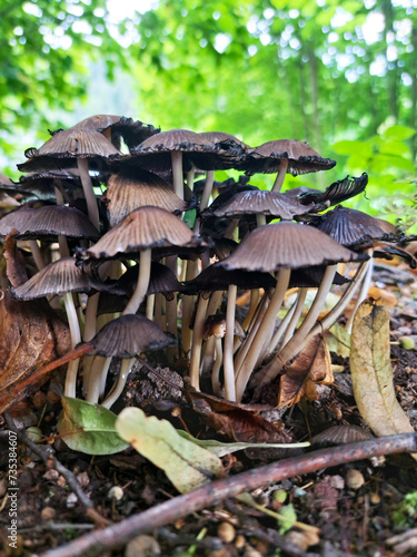 Closeup photo of Inky cap brown color mushrooms growing in forest