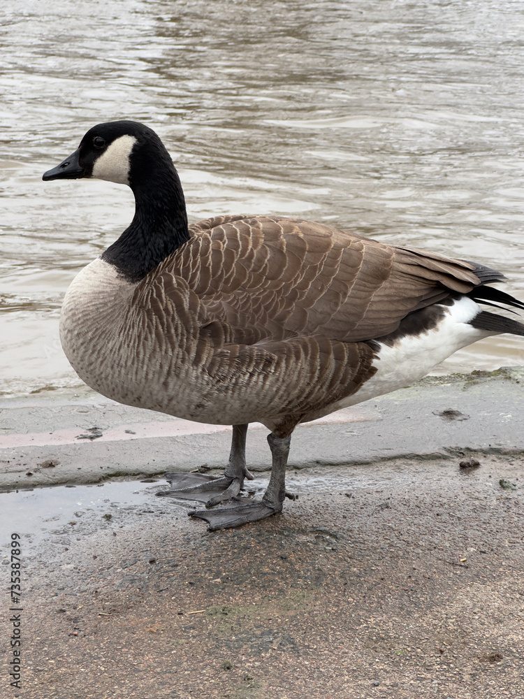 Eine europäische Wildgans steht an einem Fluss. Der Hals ist schwarz, das Gefieder ist grau und im Gesicht hat die Gans weiße Backen Eine europäische Wildgans steht an einem Fluss. Der Hals ist schwarz, das Gefieder ist grau und im Gesicht hat die Gans weiße Backen