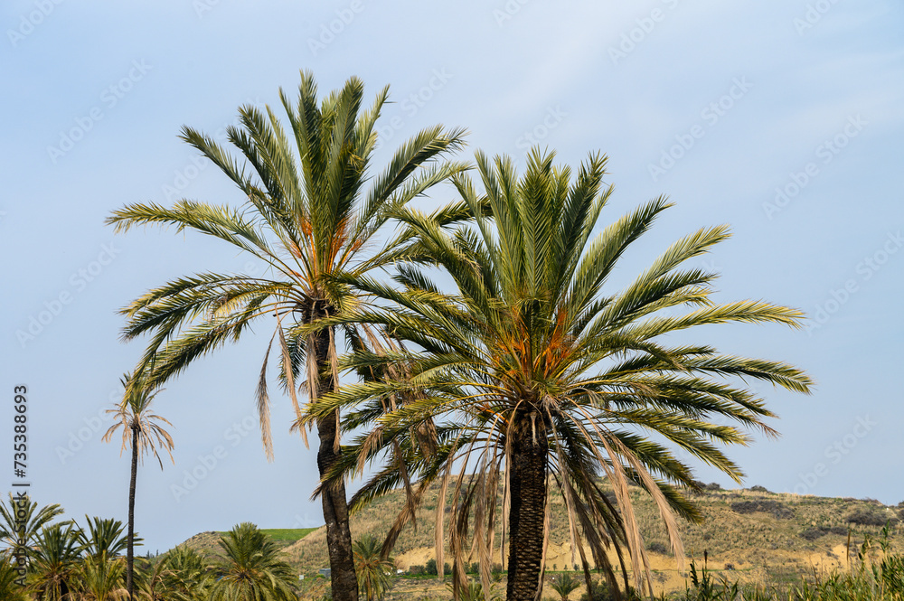 date grove in winter in Cyprus 1
