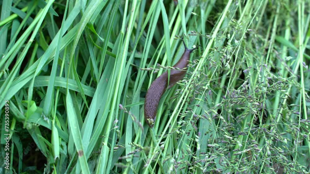 Crawling brown spanish snail in a grass field Crawling brown spanish snail in a grass field