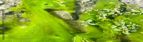 A Slow Stream with Alga Growing on the bottom very beautiful