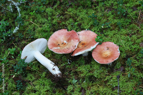 Tall russula, Russula paludosa, also known as hintapink brittlegill, delicious wild mushroom from Finland