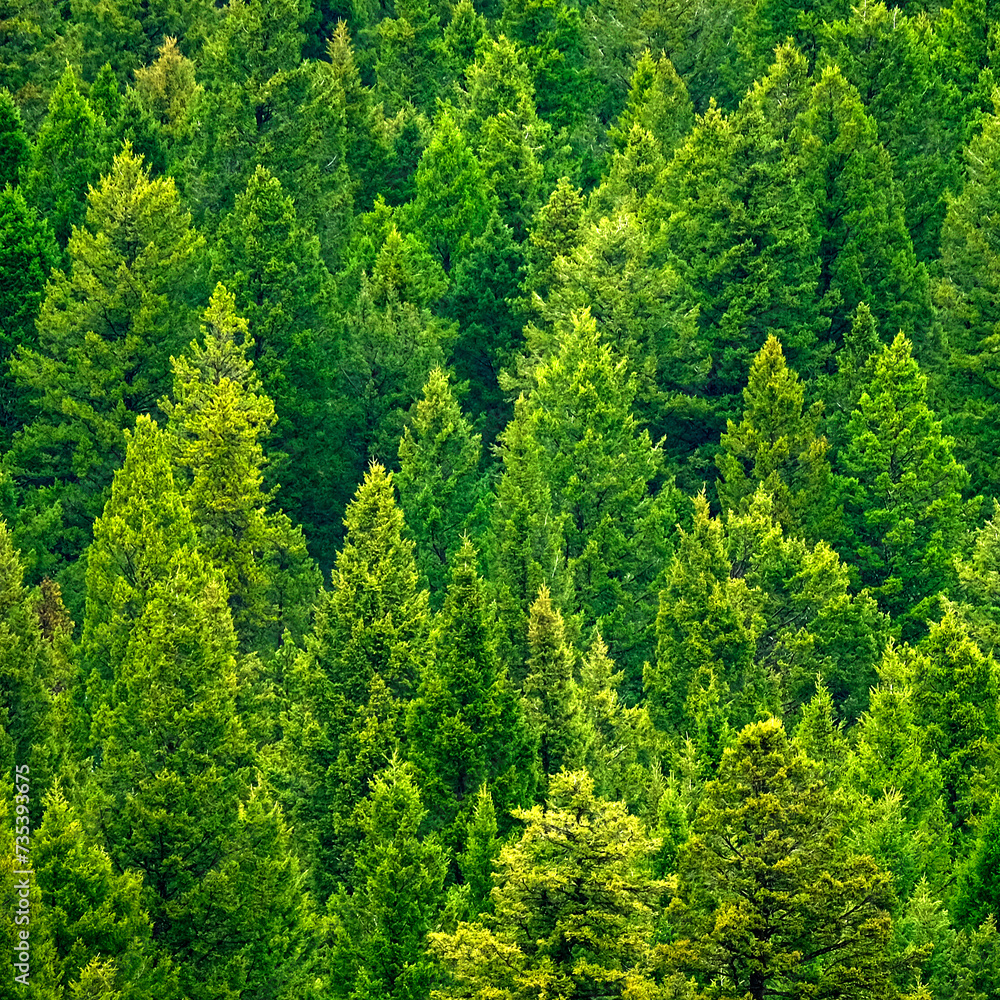 Forest of pine trees in wilderness mountains rugged green growth flush environment Forest of pine trees in wilderness mountains rugged green growth flush environment