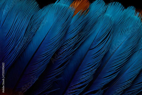 Exquisite Detailed Close-up of a Bird's Feather: A Study in Design and Complexity © Joe