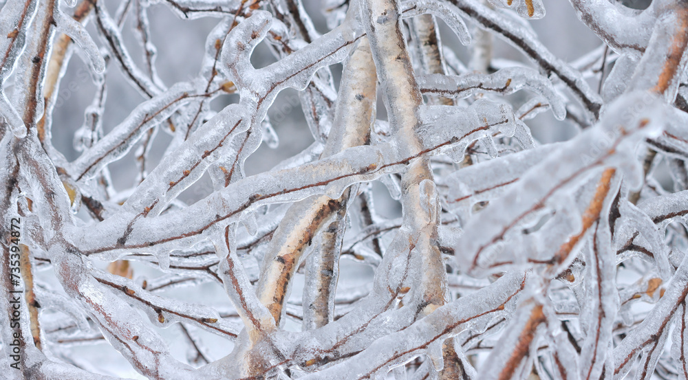 Pattern of icy birch branches on a natural, winter background Pattern of icy birch branches on a natural, winter background