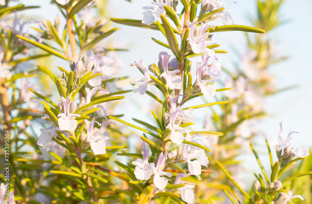 Blooming rosemary against the sky.herb aromatic seasoning Blooming rosemary against the sky.herb aromatic seasoning