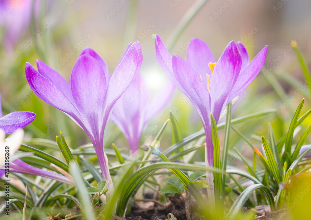 Colorful crocus flowers blooming in early spring in the garden Colorful crocus flowers blooming in early spring in the garden