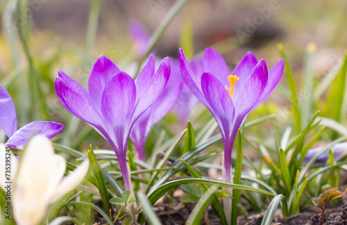 Colorful crocus flowers blooming in early spring in the garden