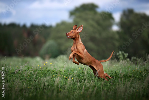 A beautiful Hungarian Vizsla dog runs across the field photo