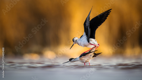 Photography Black-winged stilts (Himantopus himantopus) mating in Seewinkel National Park