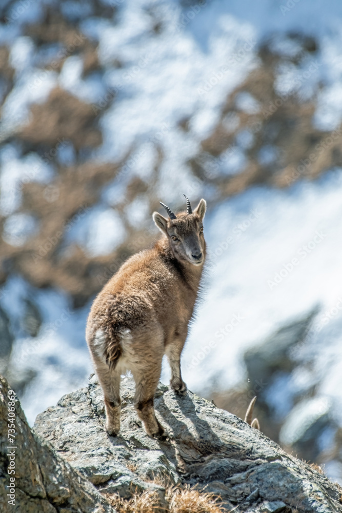 Alpine ibex (Capra ibex) standing at the edge of a precipice against snowy slopes background, Italian Alps, Wild mountain goat. Monviso natural park.