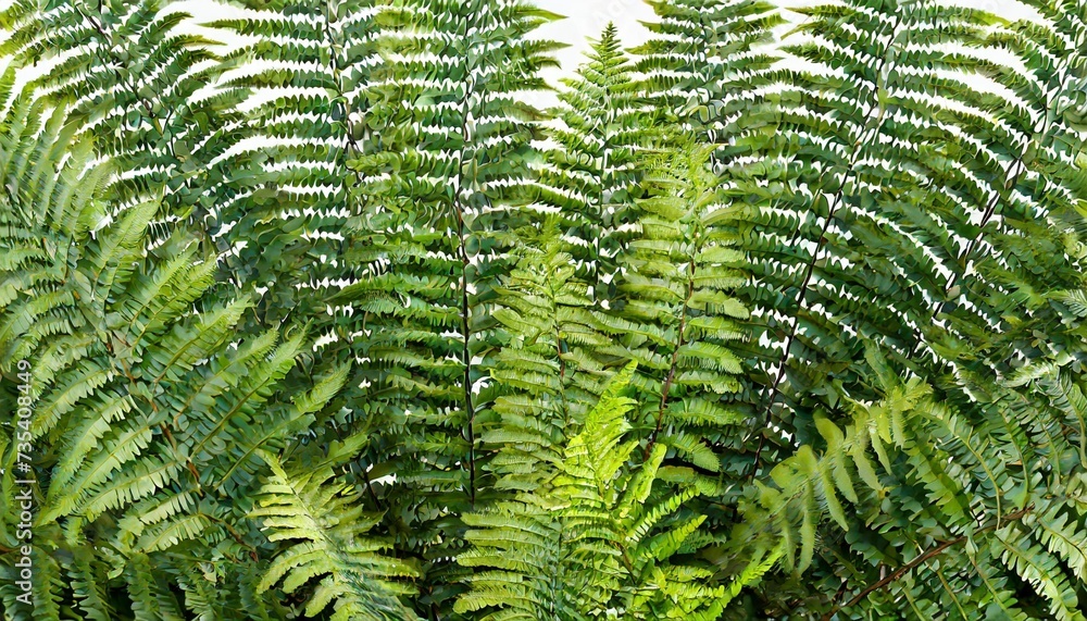 3d rendering of fern forground isolated