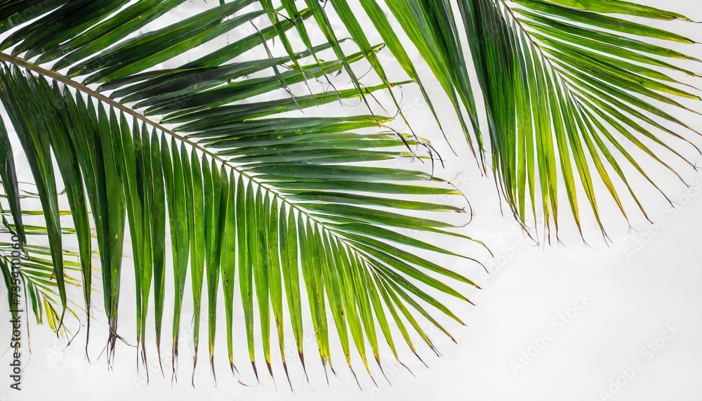 tropical coconut leaf isolated on white background summer background - obrazy, fototapety, plakaty 