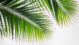 tropical coconut leaf isolated on white background summer background