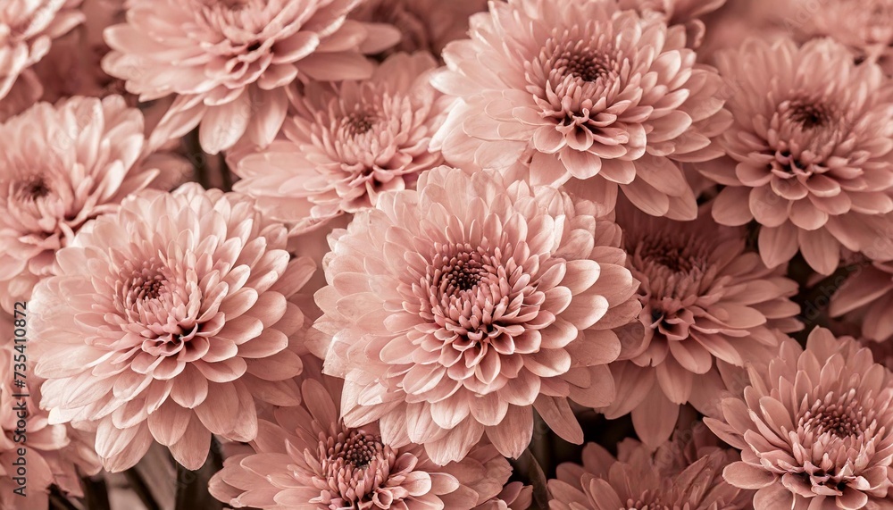 a close up of a bunch of pink flowers peach fuzz color of the year 2024 monochromatic image