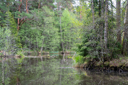 Landscape of the old forest at the lake shore. Spruce trees on the shore of lake. Lake in the forest. Selective focus.