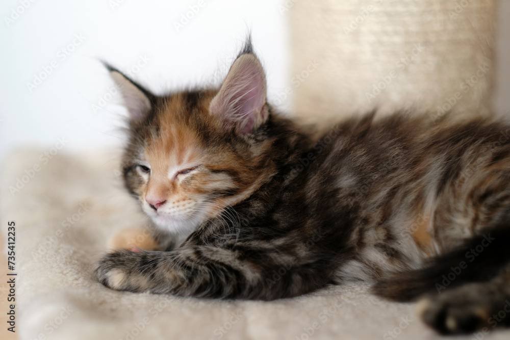Cute Maine Coon (yellow-black-white) tabby kitten sleeping quietly with closed eyes on a pillow. Shallow depth of field. Bright white scraper in background.