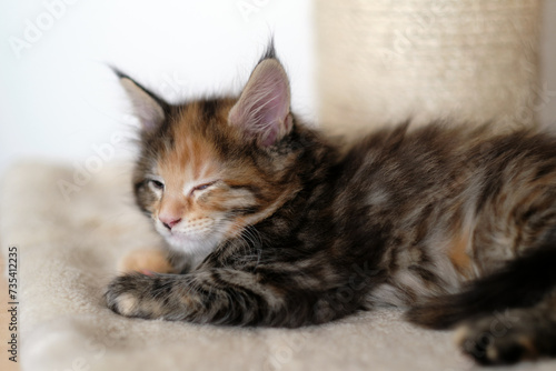 Cute Maine Coon (yellow-black-white) tabby kitten sleeping quietly with closed eyes on a pillow. Shallow depth of field. Bright white scraper in background.