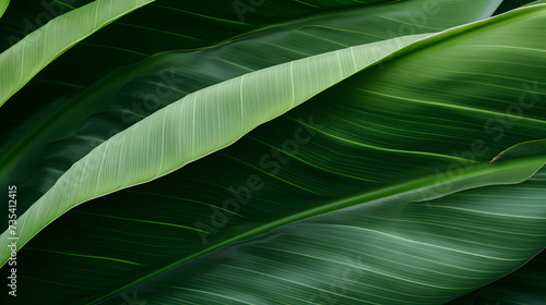 Leaves of banana tree tropical foliage lush greenery broad leaves High definition photography,, Monstera leaf wallpaper. Tropical foliage background. Natural textured 