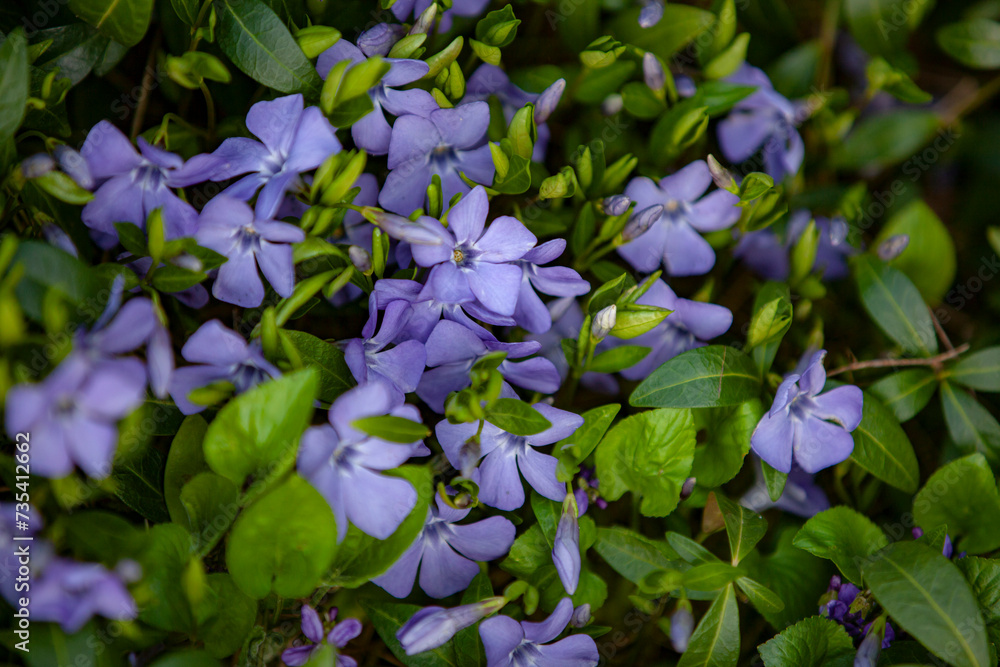 Periwinkle flowers bloom in the spring garden. Spring floral background.