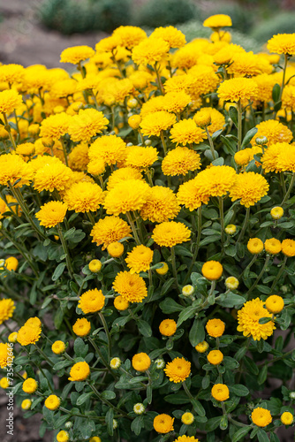 Bush of yellow chrysanthemums in a plant nursery or garden.