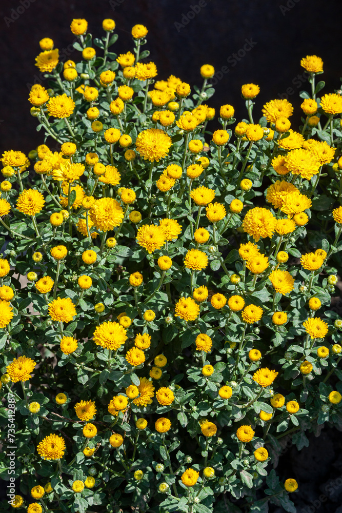 A bush of yellow chrysanthemums is growing. Concept for landscape design, growing flowers or hobby gardener.