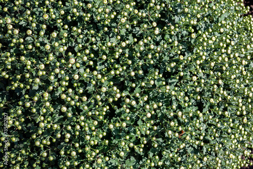 Obraz na płótnie Chrysanthemum plantation at the beginning of flowering. Buds cover the entire frame. w salonie